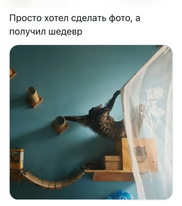 КотоМЕМЫ для хорошего настроения: «Слюни — это слёзы рта…» КотоМЕМЫ для хорошего настроения: «Слюни — это слёзы рта…»