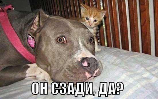 Смешные картинки, весь юмор которых поймут только собачники. Выпуск 1 Смешные картинки, весь юмор которых поймут только собачники. Выпуск 1 comedy pet photography,конкурс,evergreen,format-article,noindex,Развлечения