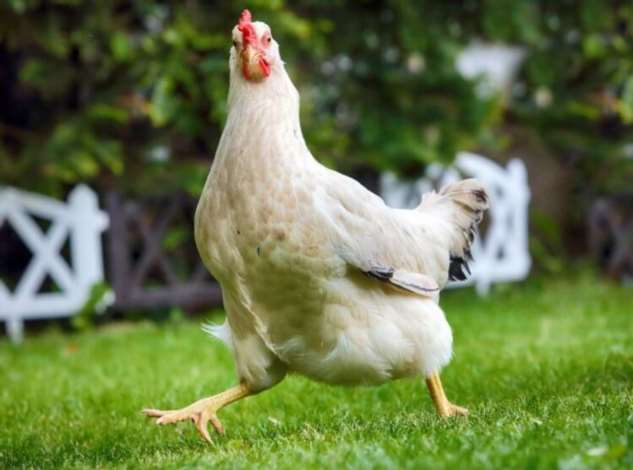 Когда курицы стали домашними животными? (4 фото)