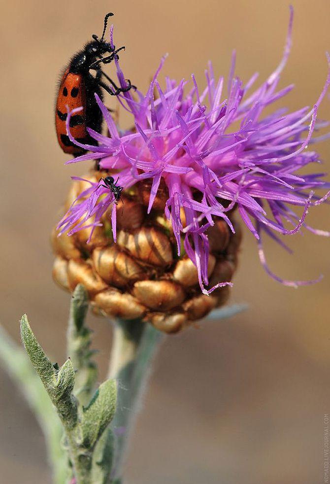 Фотография: Микромир Байкала №25 - BigPicture.ru