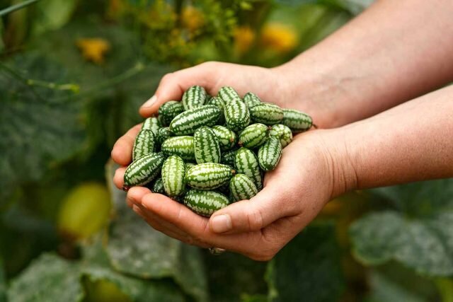 Овощи-экзоты: 14 культур, которые я советую выращивать можно, вкусу, более, всего, выращивать, очень, листовой, напоминает, плоды, растение, может, похож, привкусом, немного, лучше, слегка, вырасти, собой, представляет, брокколи