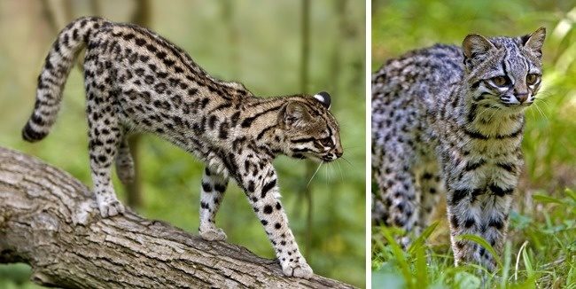 Дикие коты, о которых вы наверняка ничего не слышали