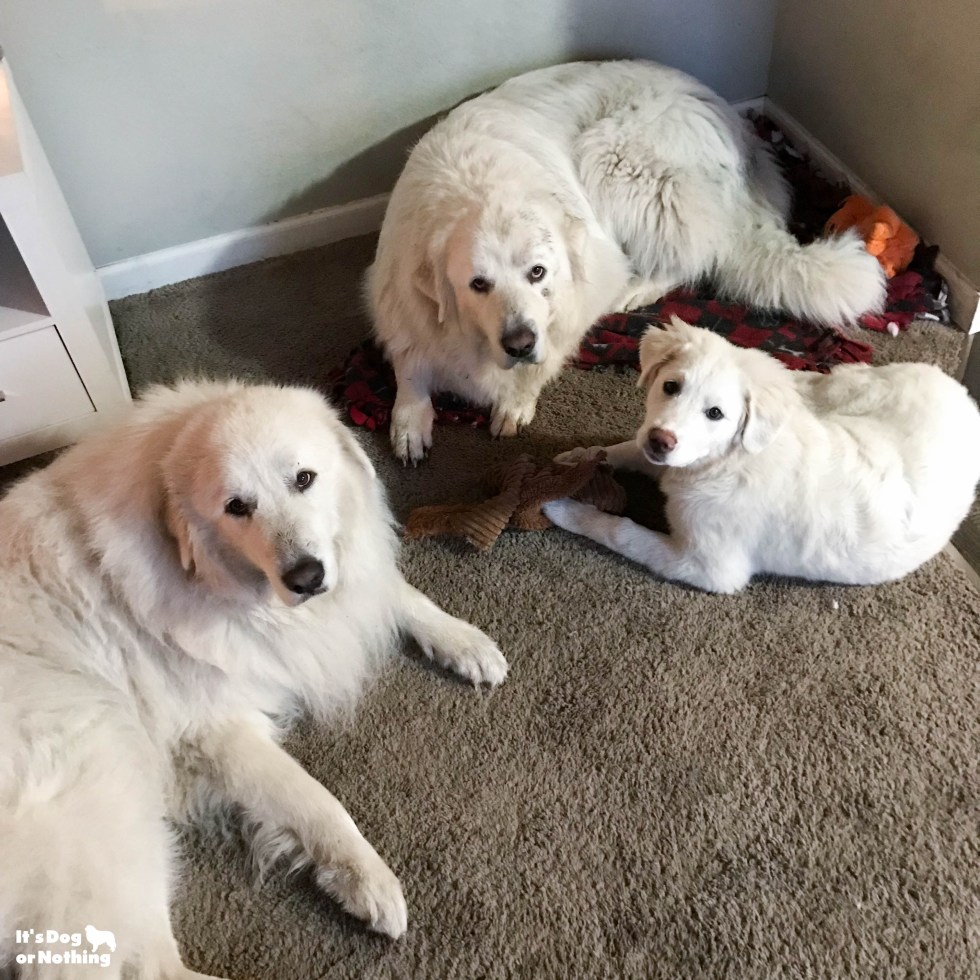 Kiska, our Great Pyrenees puppy, is 5 months olds now! Keep checking back to watch her grow.