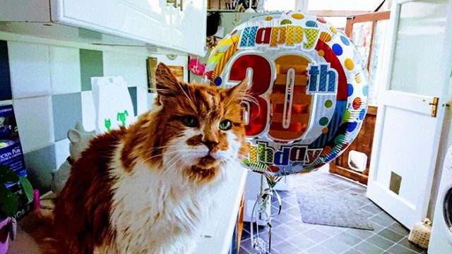 Кошка-долгожитель отметила тридцатилетие