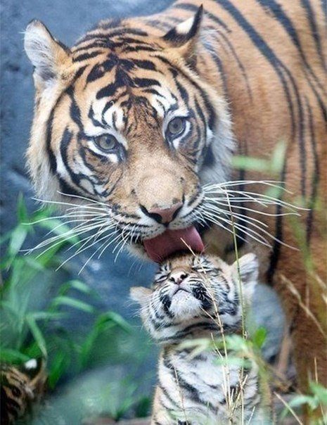 Мамочки и их детки Мамочки и их детки