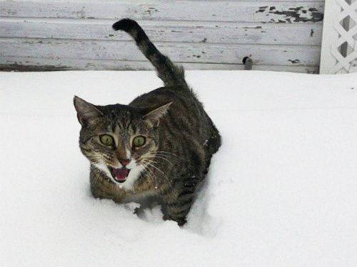 Кошки и снег