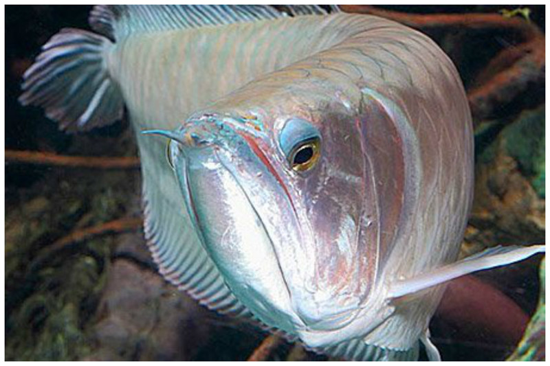 Еще одна особенность рыбки в том, что ее правый глаз смотрит вниз. аквариум, богато, дорого, идиоты, необычно, рыбка, факт