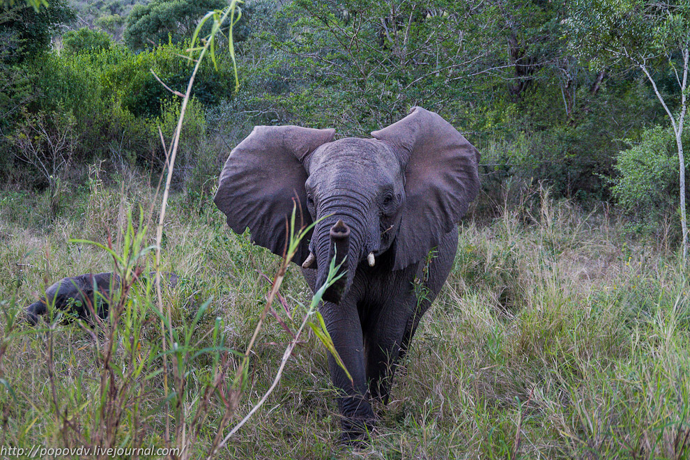 Беззащитные гиганты Беззащитные гиганты