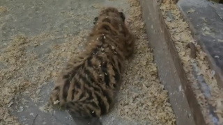 Новорожденный тигренок / Фото: барнаульский зоопарк