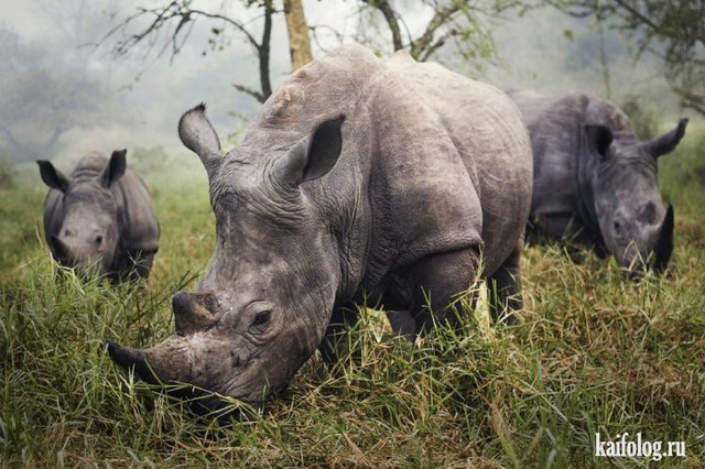   National Geographic 2015 (75 )