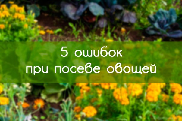 5 ОШИБОК ПРИ ПОСЕВЕ ОВОЩЕЙ