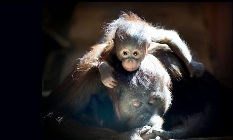 Мамочки и их детки Мамочки и их детки