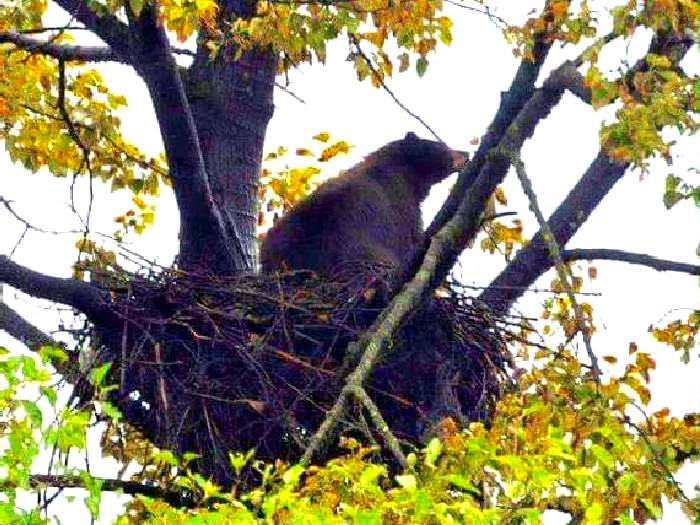 Гнездо очкового медведя