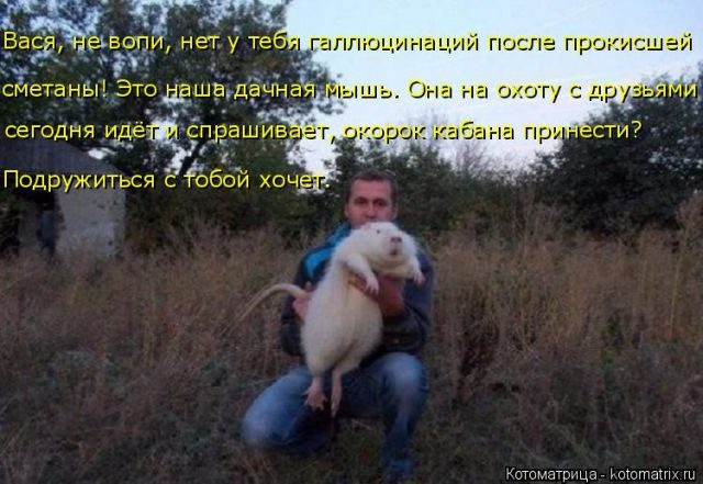 Самые смешные котоматрицы за прошедшую неделю