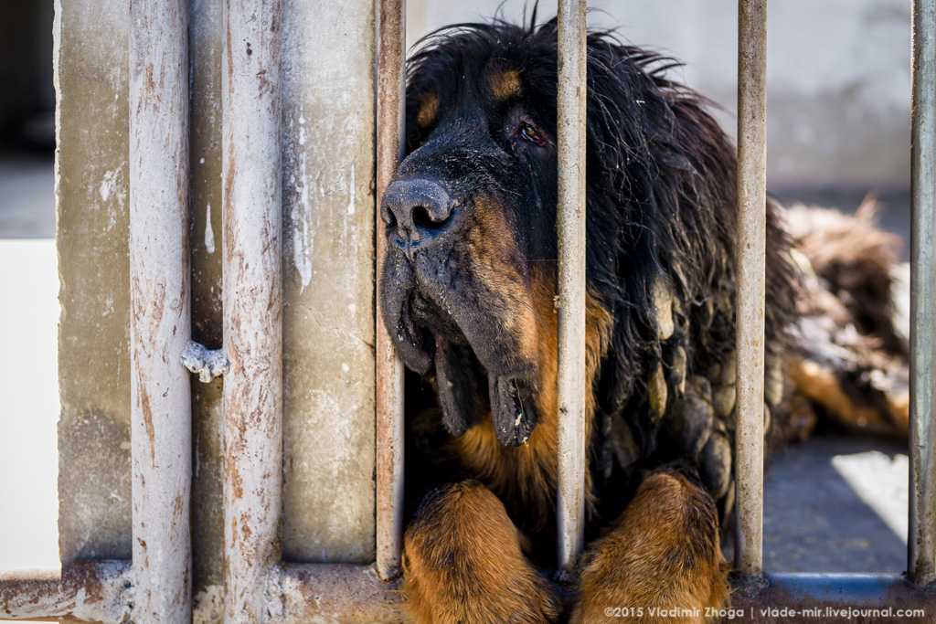 Самые дорогие собаки в мире путешествия,Тибет,Тибетский мастиф