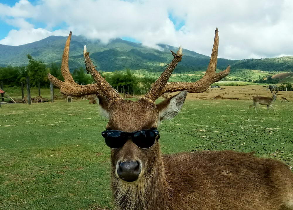 Забавные животные на фотографиях