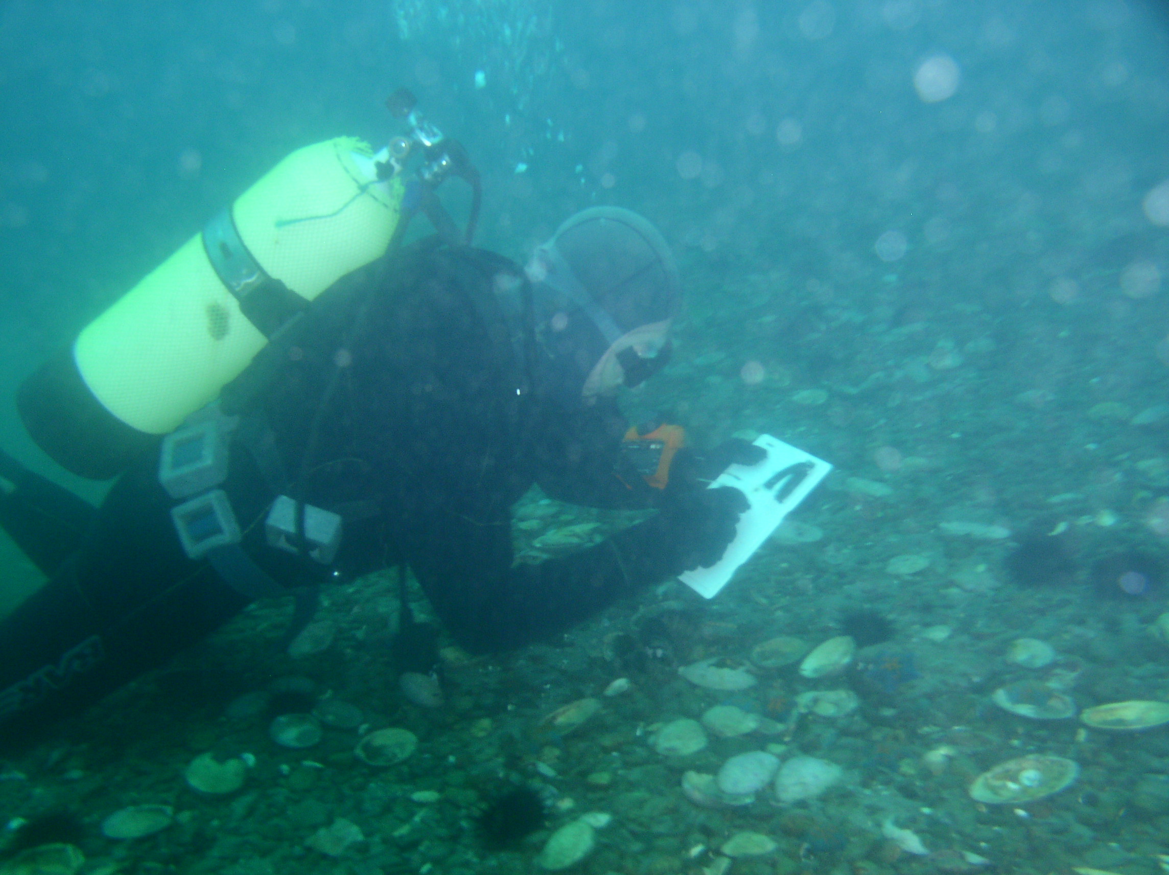 Водолазы из фонтейна вылавливают. Водолаз на дне моря. Водолазное обследование дна. Дно черного моря. Водолаз на морском дне.