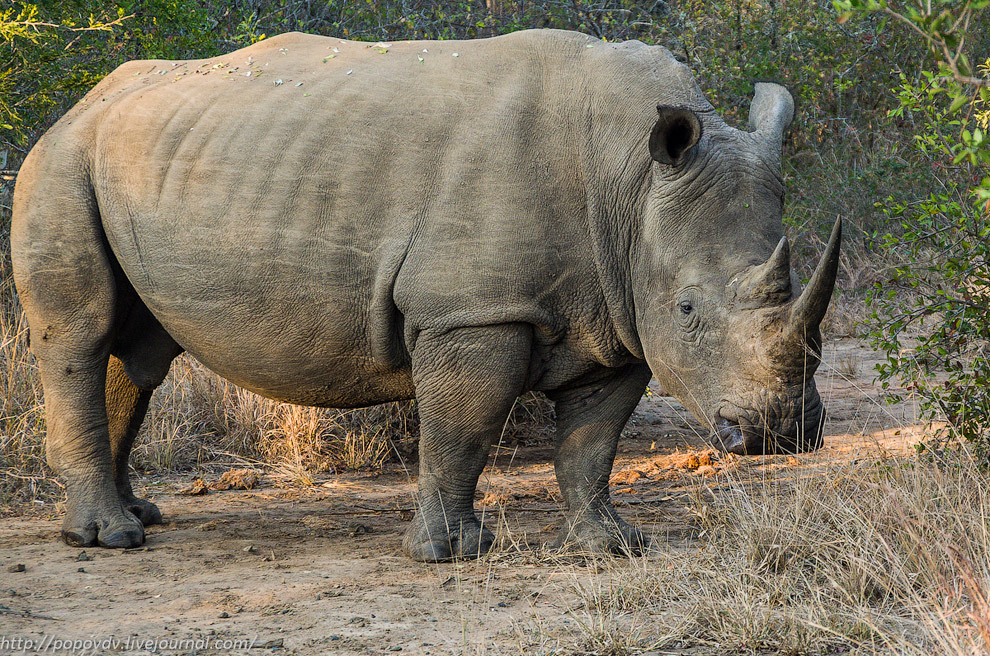 Беззащитные гиганты Беззащитные гиганты