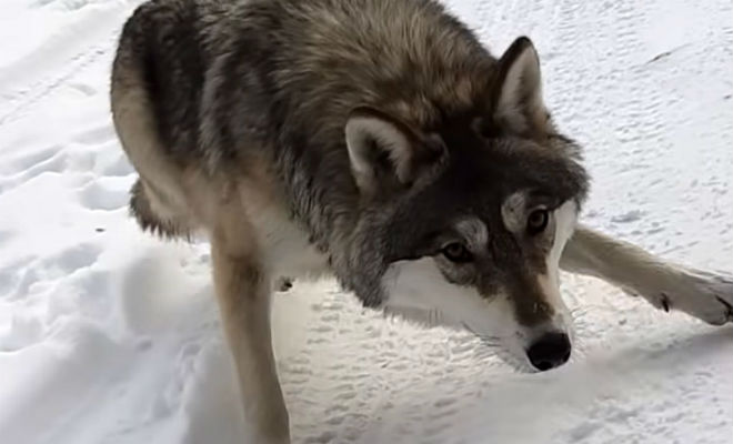 Водитель грузовика увидел волка на обочине зимней дороги и решил покормить. Видео