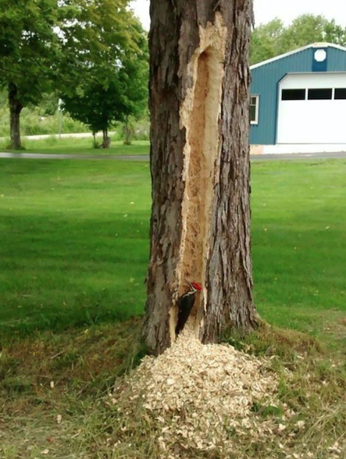 Более вредных пакостников чем птички сложно найти. Не верите? Вот вам 10 доказательств Более вредных пакостников чем птички сложно найти. Не верите? Вот вам 10 доказательств