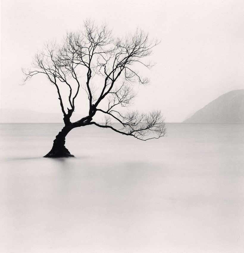 Деревья, как люди: незабываемые портреты деревьев от Майкла Кенны
