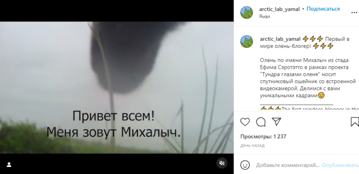 Ямальские ученые узнали, чем питается первый в мире олень-блогер Михалыч Ямальские ученые узнали, чем питается первый в мире олень-блогер Михалыч Общество