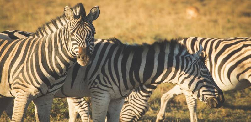 Животные Африки: фото с названиями и описанием