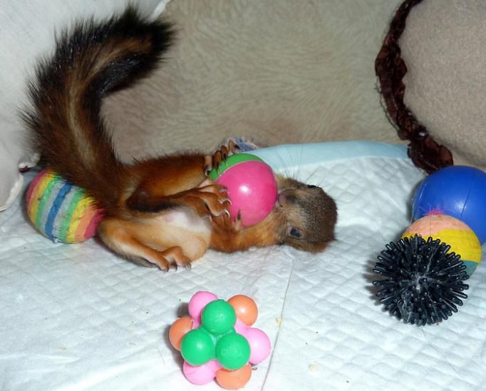 Животные, белка, позитив