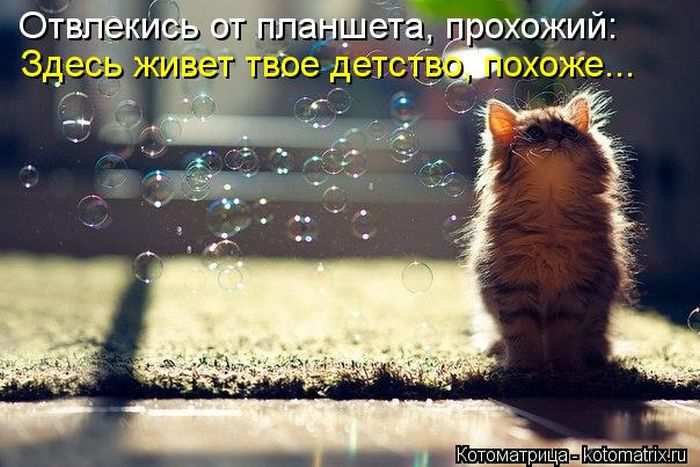 Кошарики :) Кошарики :)