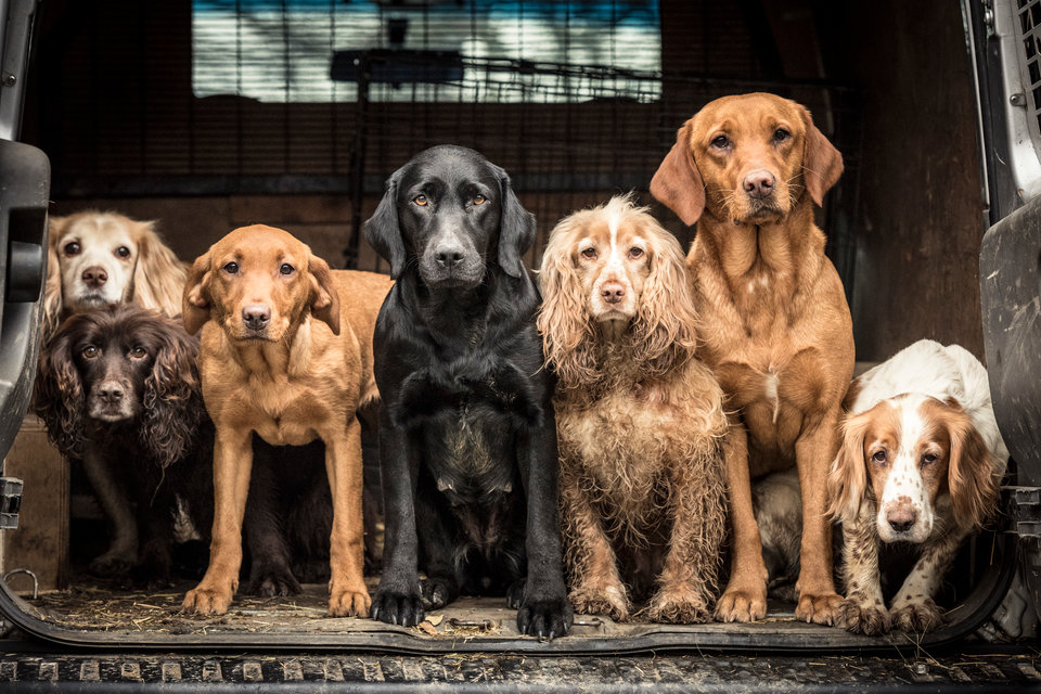 Определены победители конкурса Dog Photographer Of The Year 2018