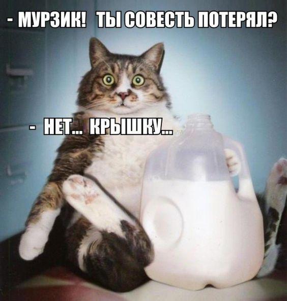 Очень смешные и забавные картинки 