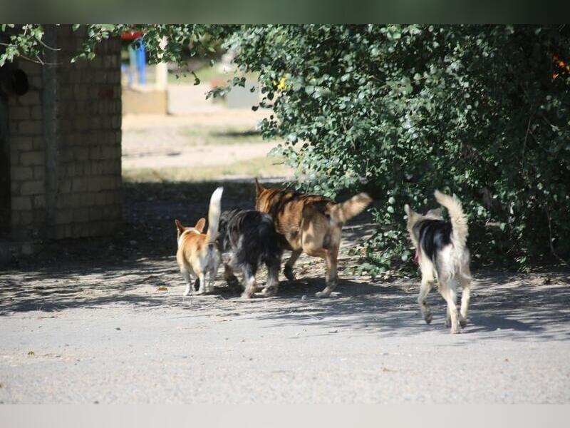 Стая собак погналась за детьми в центре Читы