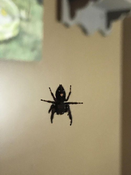 Забавные фотоиллюзии Забавные фотоиллюзии