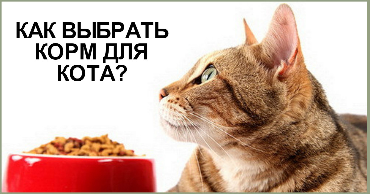 Дай кота. Как выбрать корм. Рука с кормом для кошек. Кота накормили протеином. Алева корми питомца правильно.