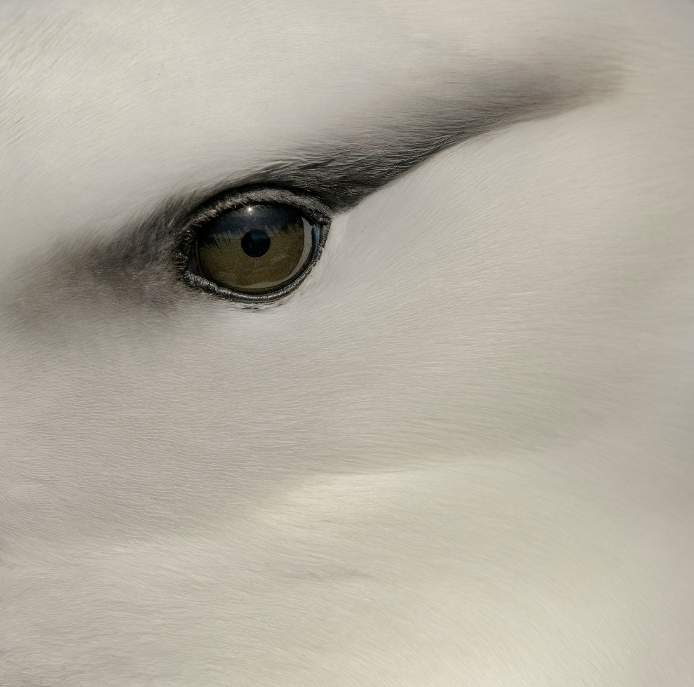 Птичий конкурс Audubon Photography Awards 2019 Птичий конкурс Audubon Photography Awards 2019