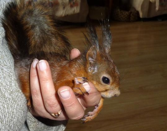 Животные, белка, позитив