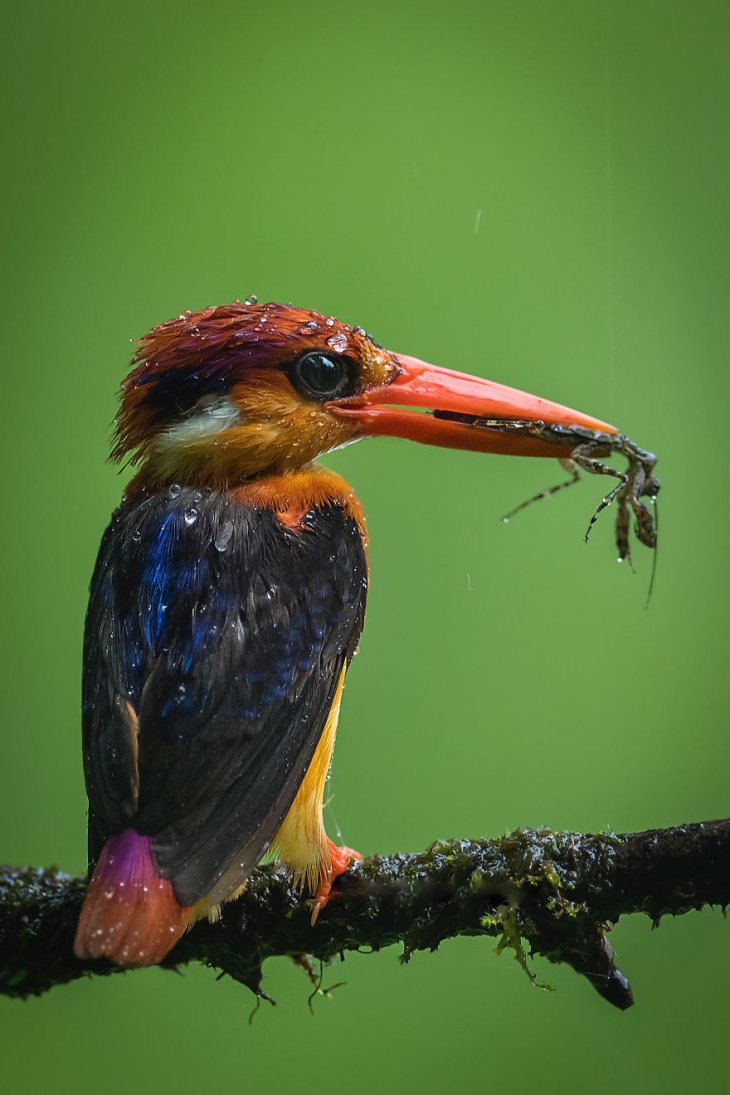 Потрясающие фотографии с конкурса # Water2019 интересное,конкурс,фотография