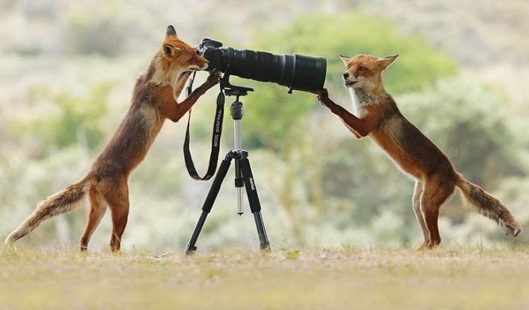 20 веселых фото дикой природы от австрийского фотографа Джулиана Рада Природа