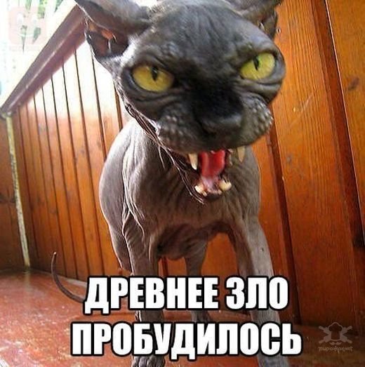 Смешные картинки с подписями
