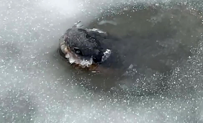 Мужчина приблизился к проруби и показал как крокодилы живут подо льдом зимой