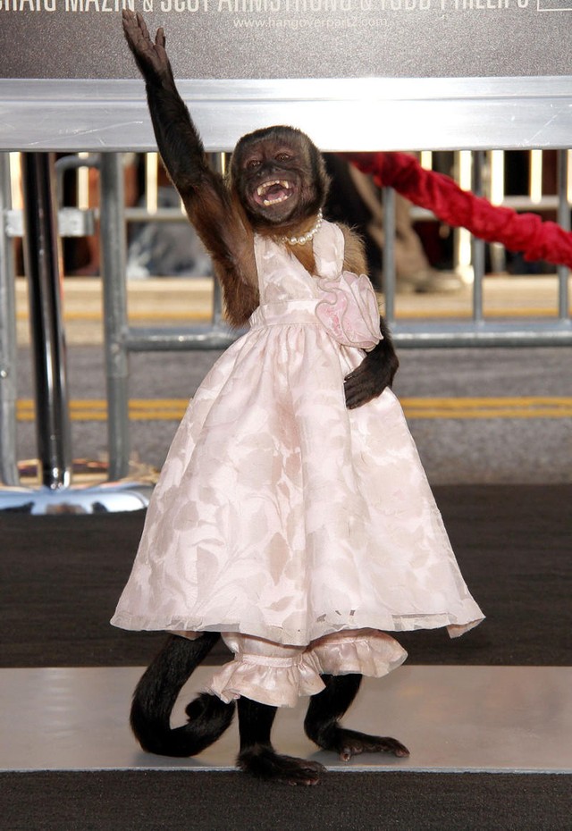 Самые популярные животные-киноактеры Самые популярные животные-киноактеры