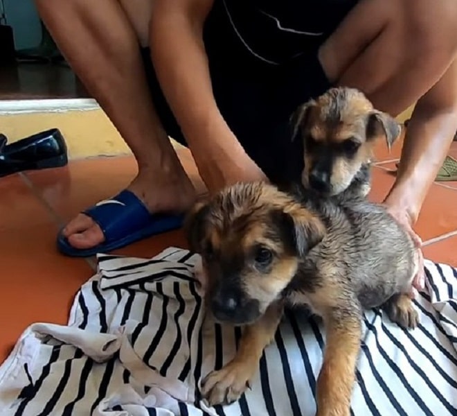 Щенки сидят