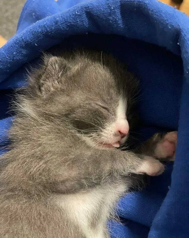 Без кота и жизнь не та