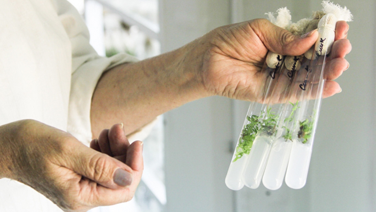 Массачусетские ученые смогли наделить растения способностью светиться