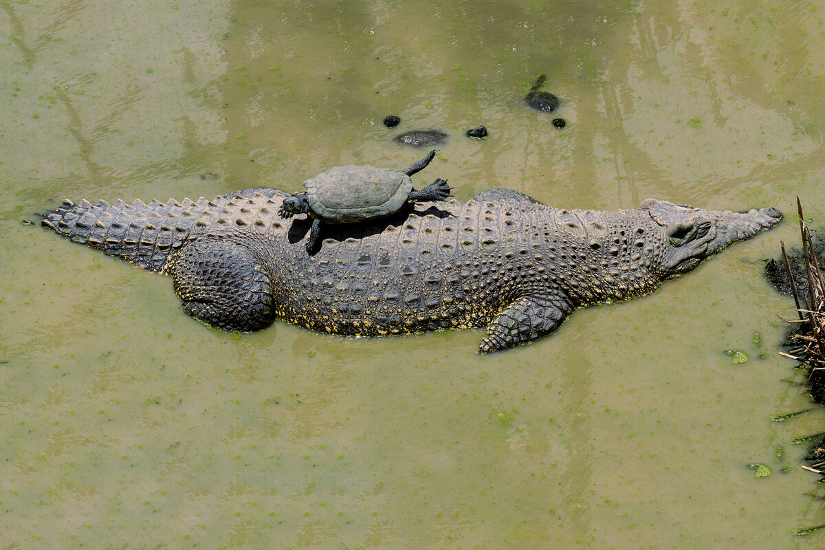 9 фактов о кубинском крокодиле — самом свирепом представителе семейства