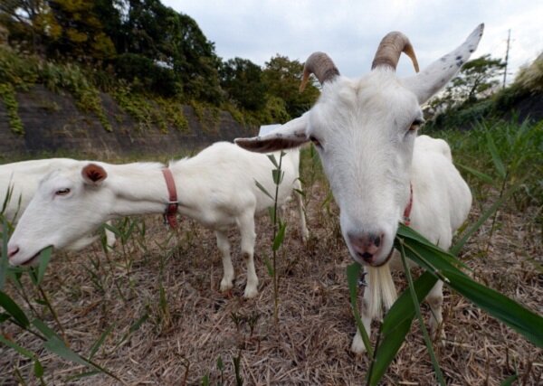 В Японии можно взять напрокат "любимую девушку", козу и парня, который вытирает слёзы истории из жизни