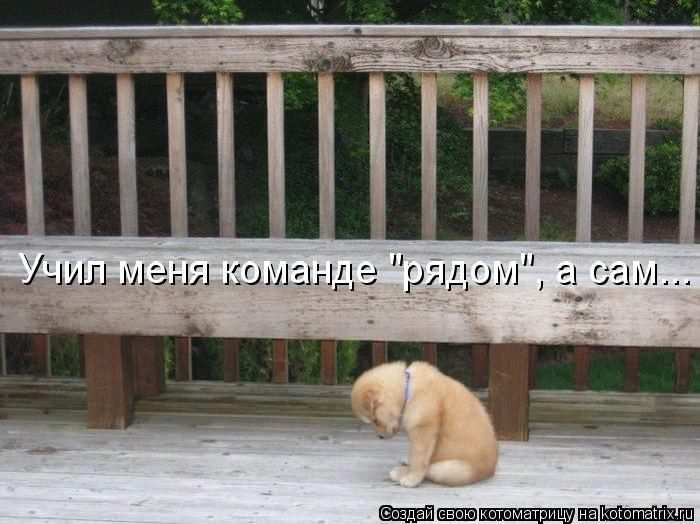 Кошарики :) Кошарики :)