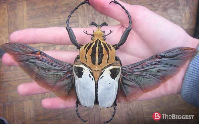Самые большие насекомые: Жук-голиаф