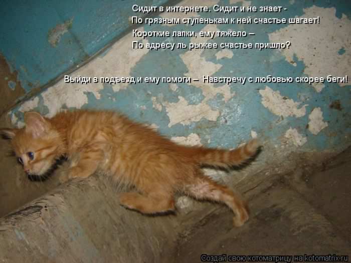 Кошарики :) Кошарики :)