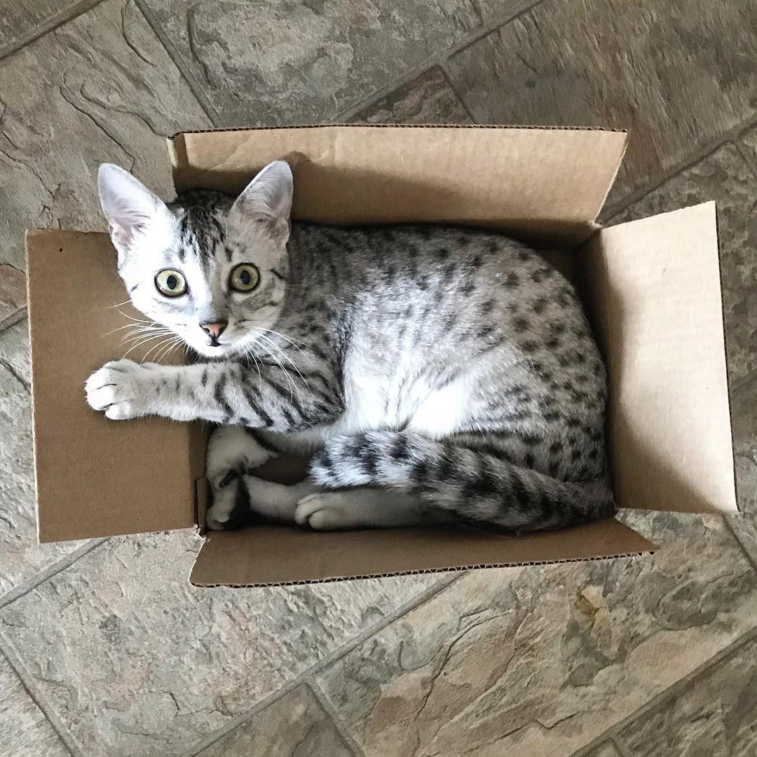 Почему кошки на самом деле обожают коробки — вы будете этому удивлены только, кошки, больше, ответ, перед, картонную, Мурлыки, оченьто, любят, открытое, пространство, Слишком, шумно, мнению, слишком, опасно, Поэтому, уютнее, маленькой, коробочке —